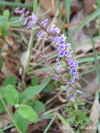 Image de Anarrhinum bellidifolium (L.) Willd.