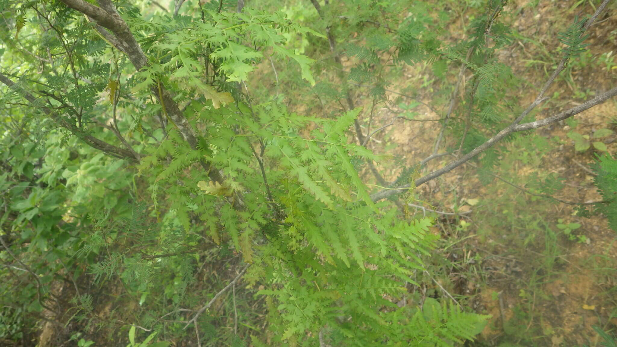 Image of Climbing fern