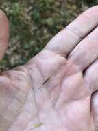 Image of Black-Seed Spear Grass