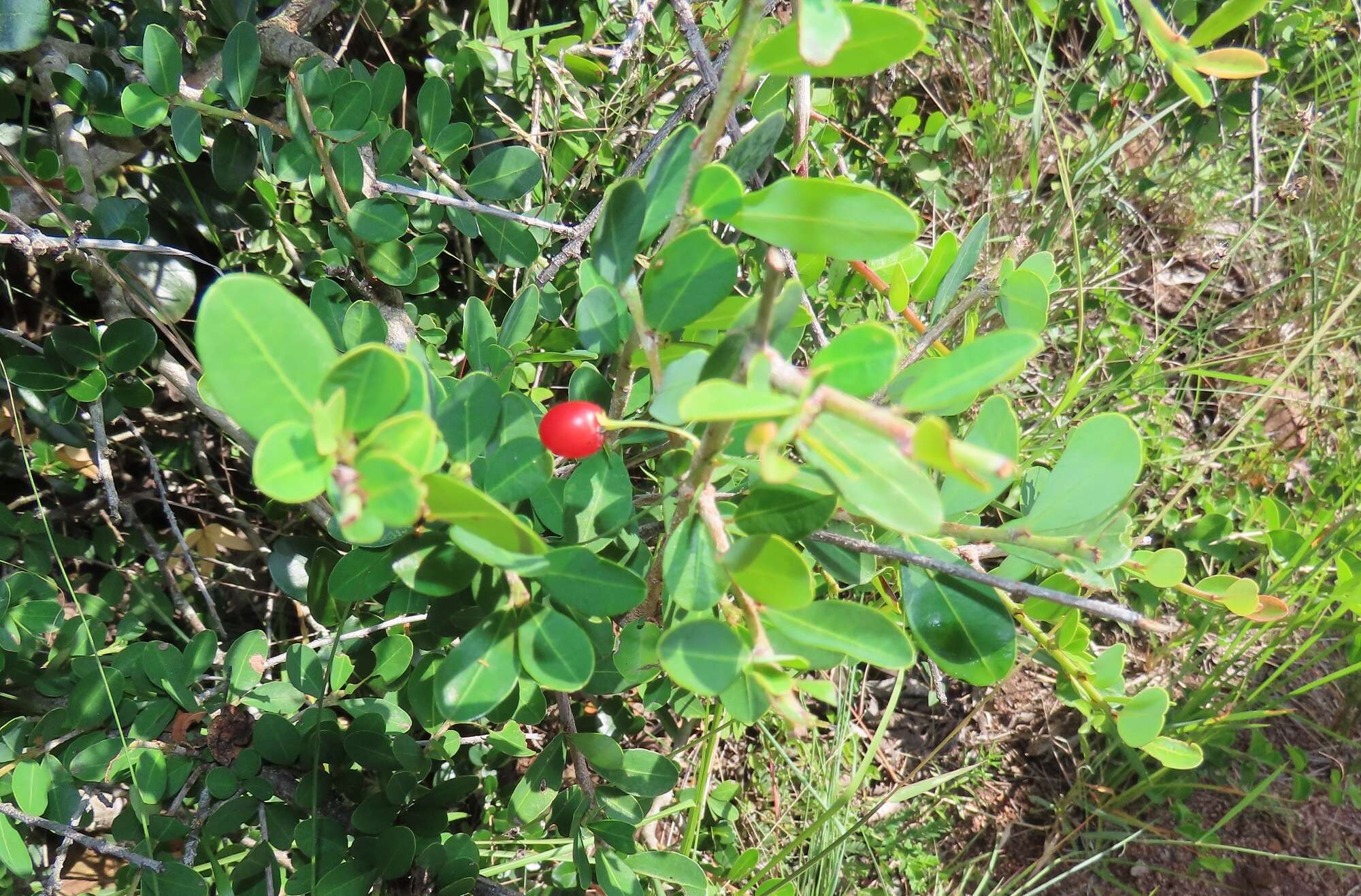 Image of Erythroxylum delagoense Schinz.