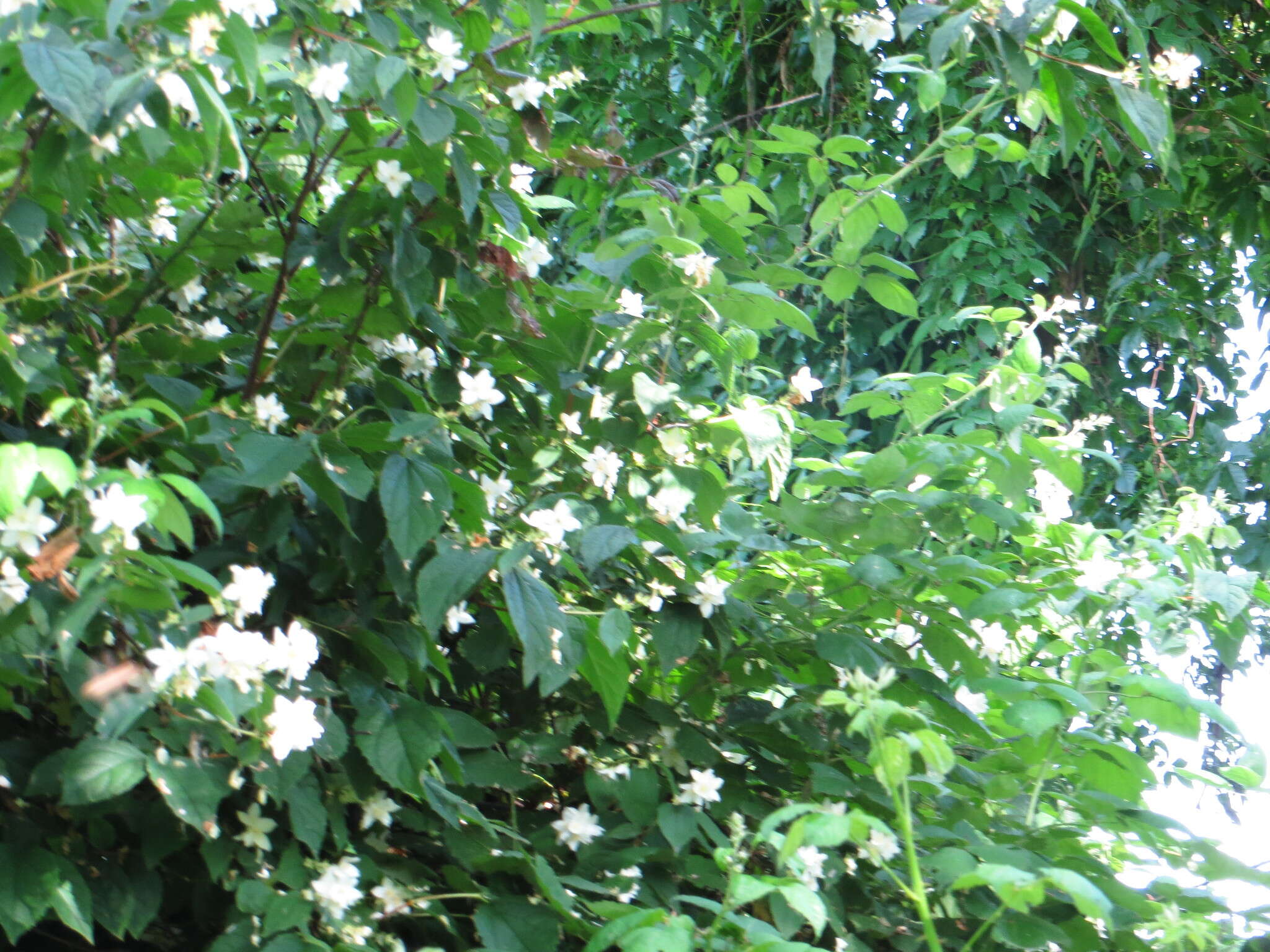 Imagem de Philadelphus coronarius L.