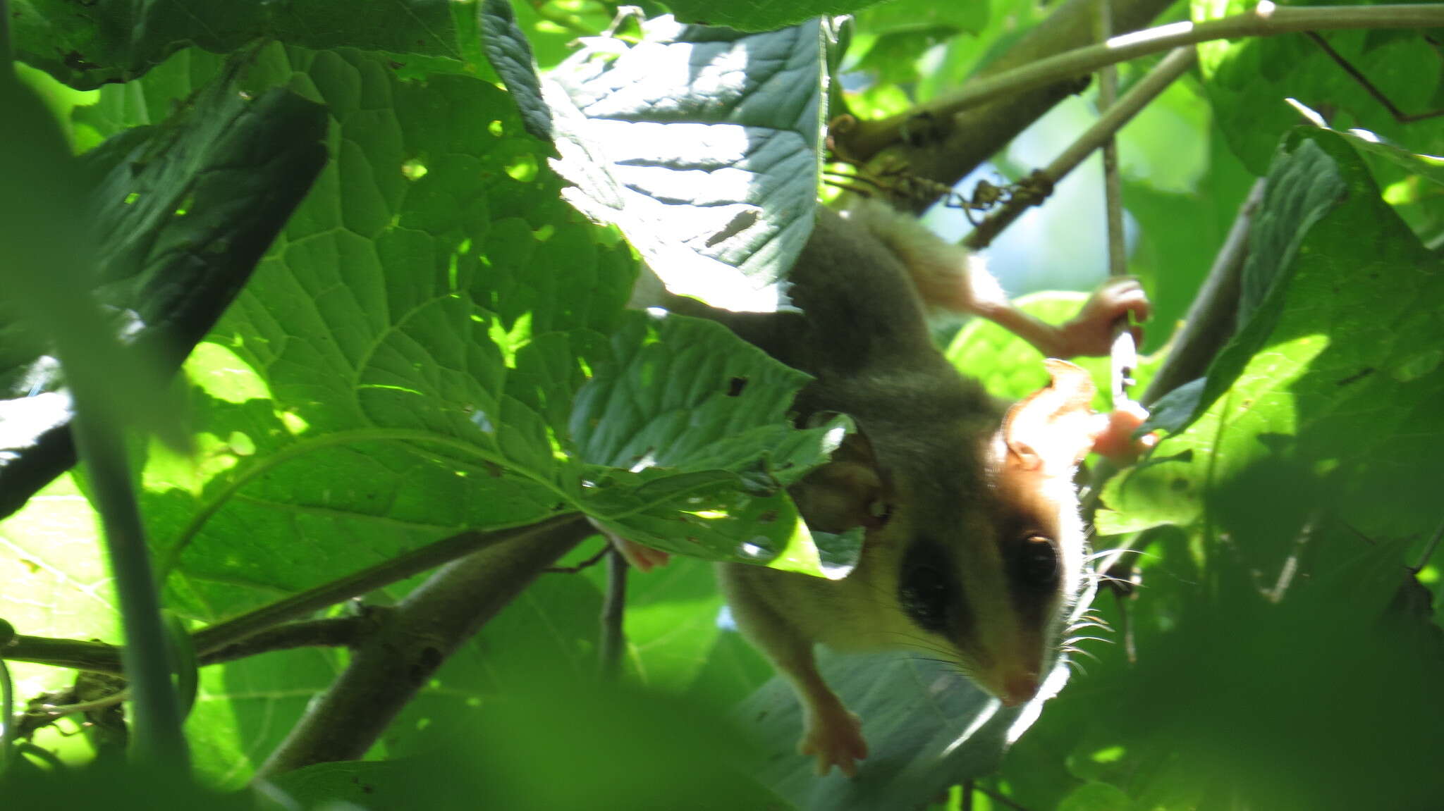 Image of Mexican Mouse Opossum