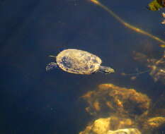 Image of Peninsula Cooter