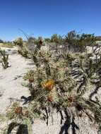 Image of Cylindropuntia sanfelipensis (Rebman) Rebman