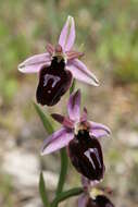 Image of Horseshoe bee-orchid