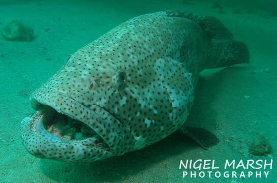 Image of Malabar Grouper