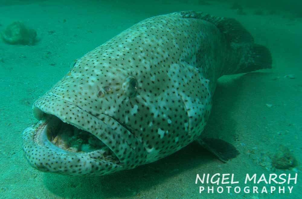 Image of Malabar Grouper