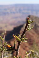 Imagem de Cercocarpus intricatus S. Wats.