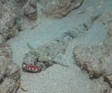 Image of Orangemouth lizardfish