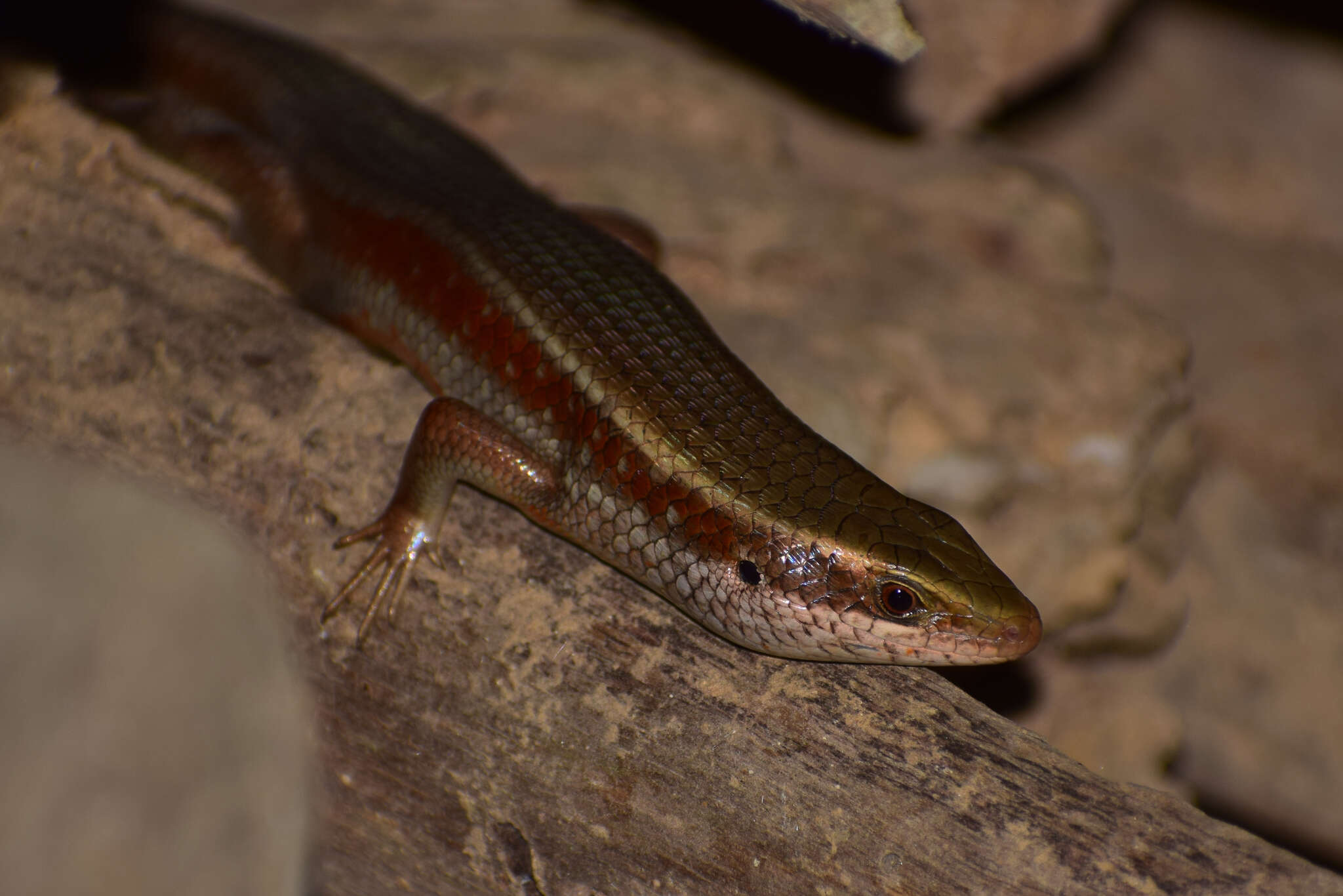 Image de Eutropis lankae