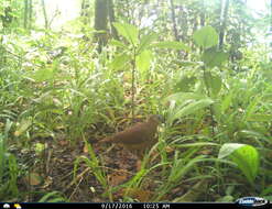 Image of White-faced Quail-Dove