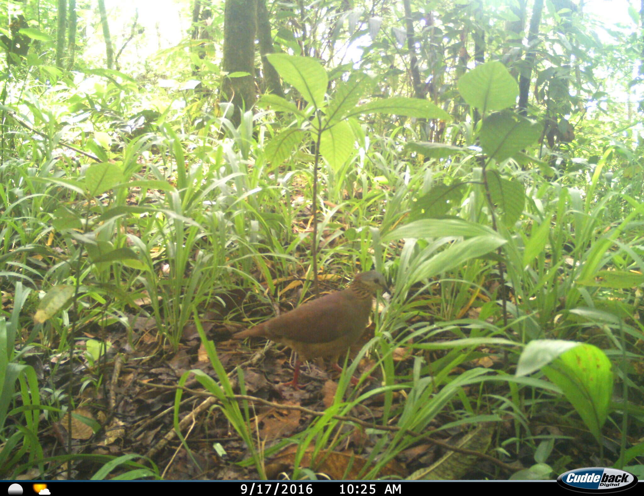 Image of White-faced Quail-Dove