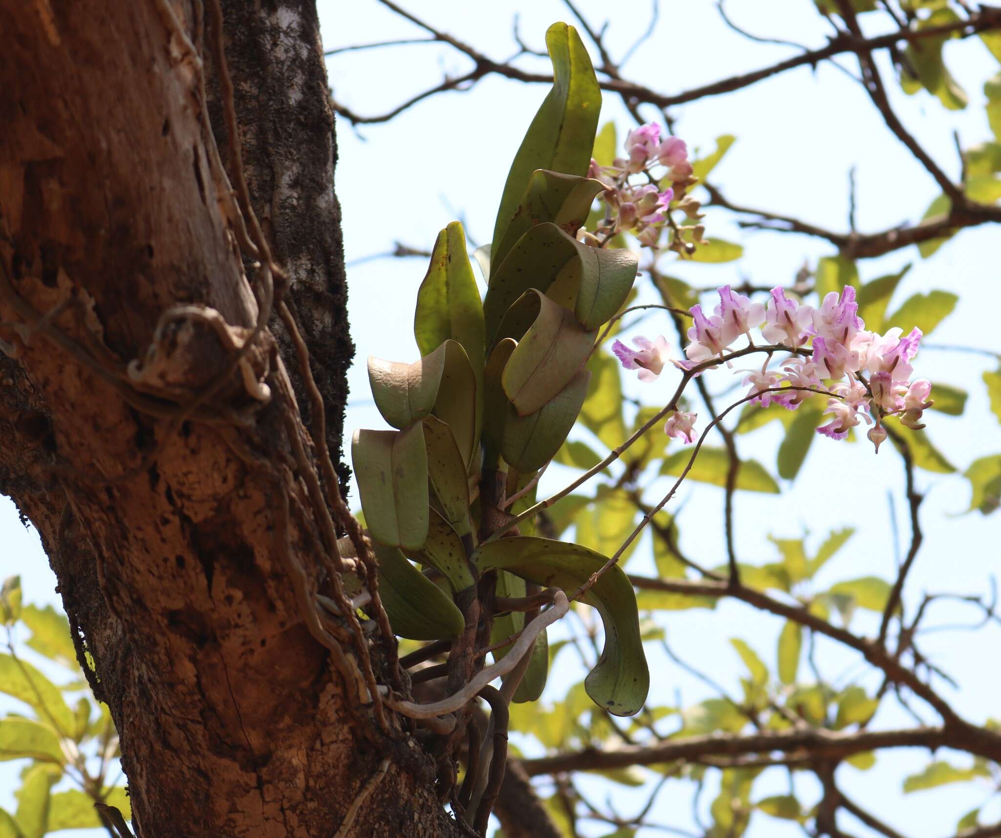 Image of Aerides crispa Lindl.