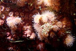 Image of encrusting star coral