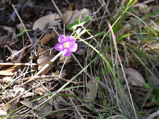 Sivun Oxalis drummondii A. Gray kuva