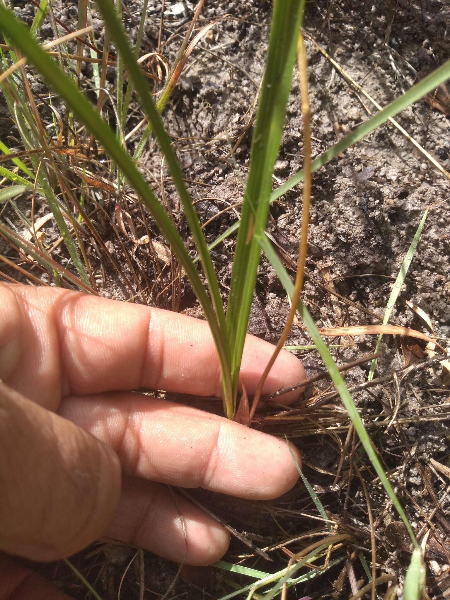 Bletia greenwoodiana Sosa resmi