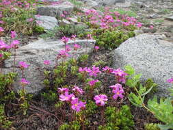 Слика од Primula suffrutescens A. Gray