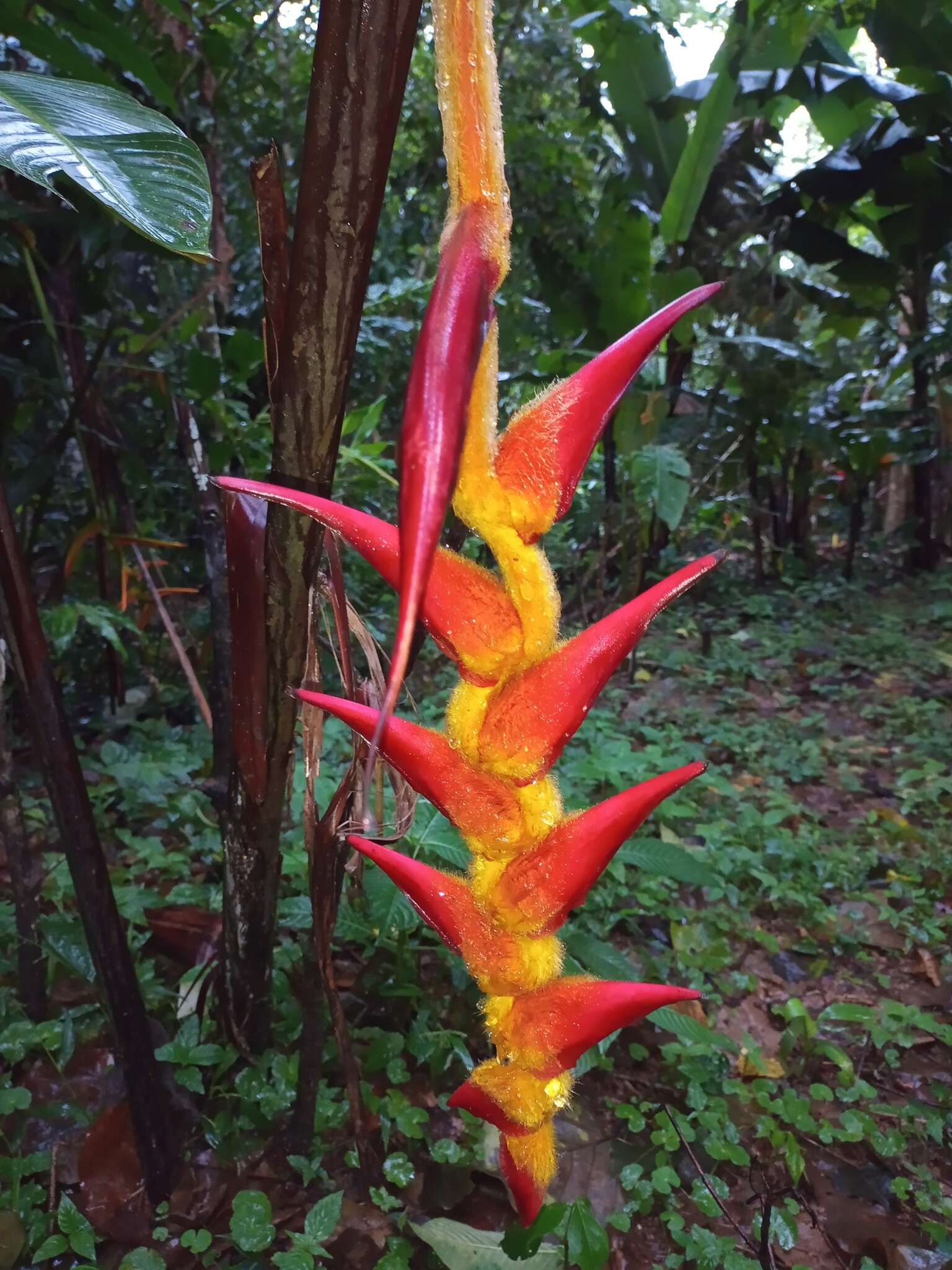 Image de Heliconia regalis L. Andersson