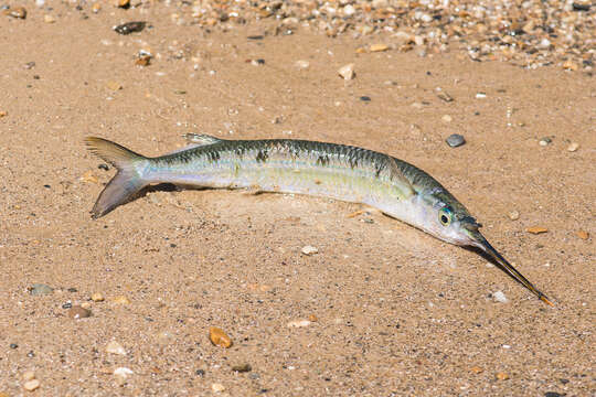 Image of Barred garfish