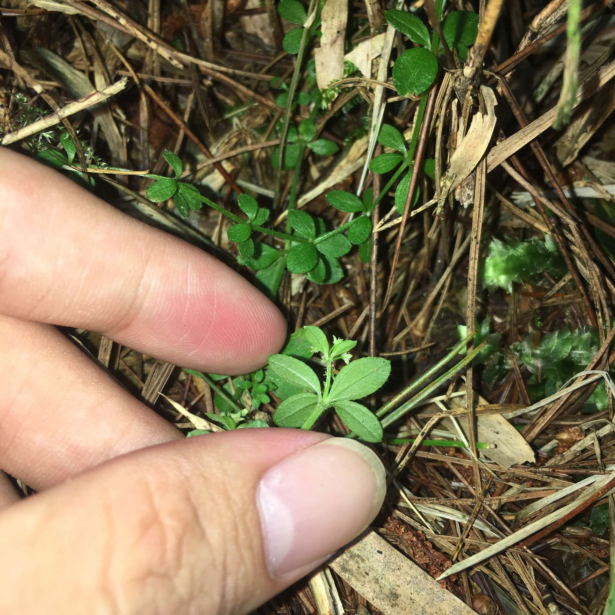 Plancia ëd Galium formosense Ohwi