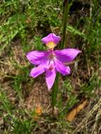 Image of Oklahoma grasspink