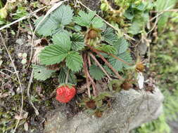 Image of Fragaria nubicola Lindl.