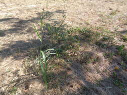 Image of Johnson grass