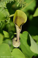 Image of Aristolochia argentina Griseb.