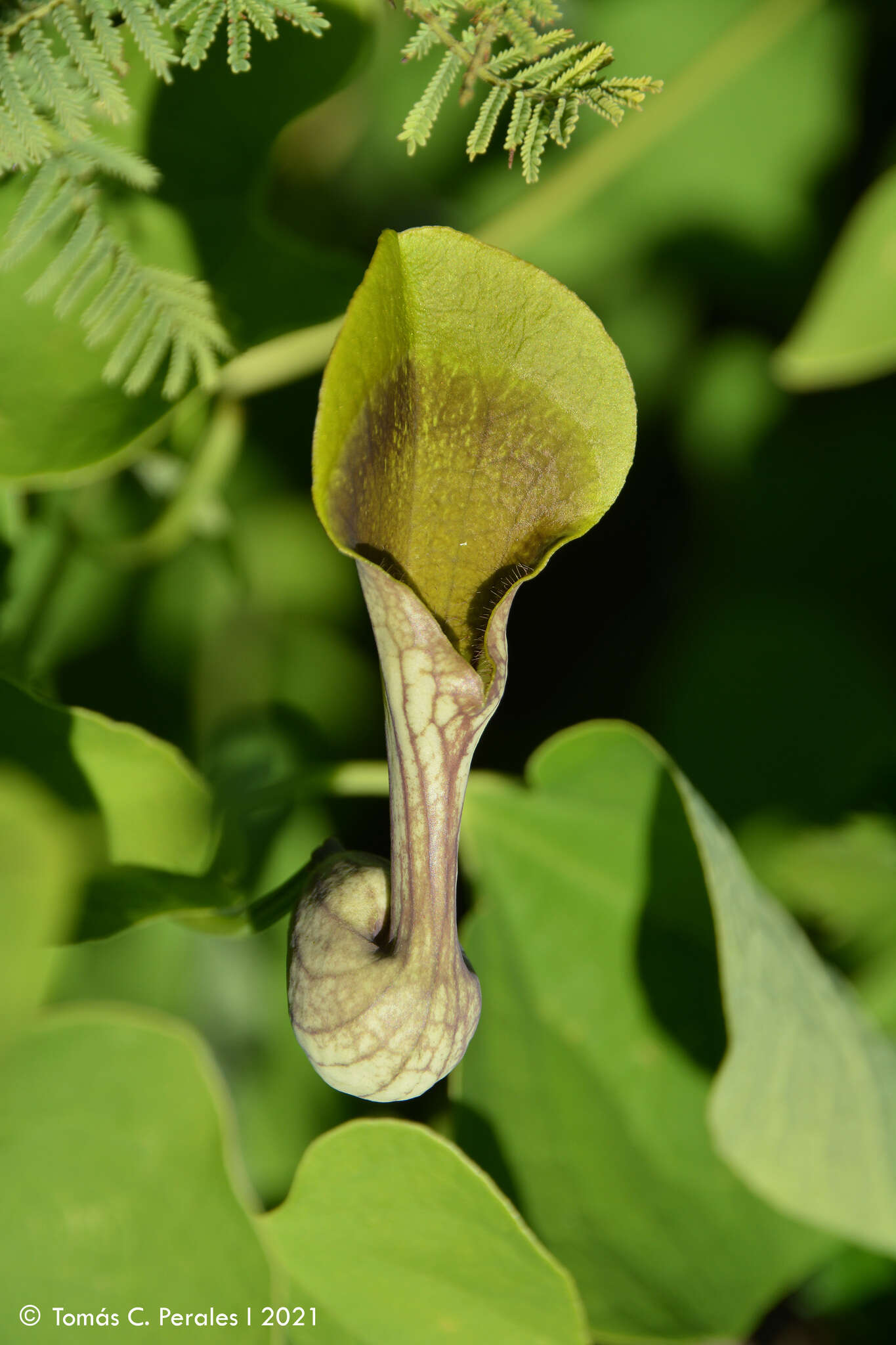 Image de Aristolochia argentina Griseb.