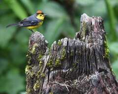 Image of Collared Whitestart