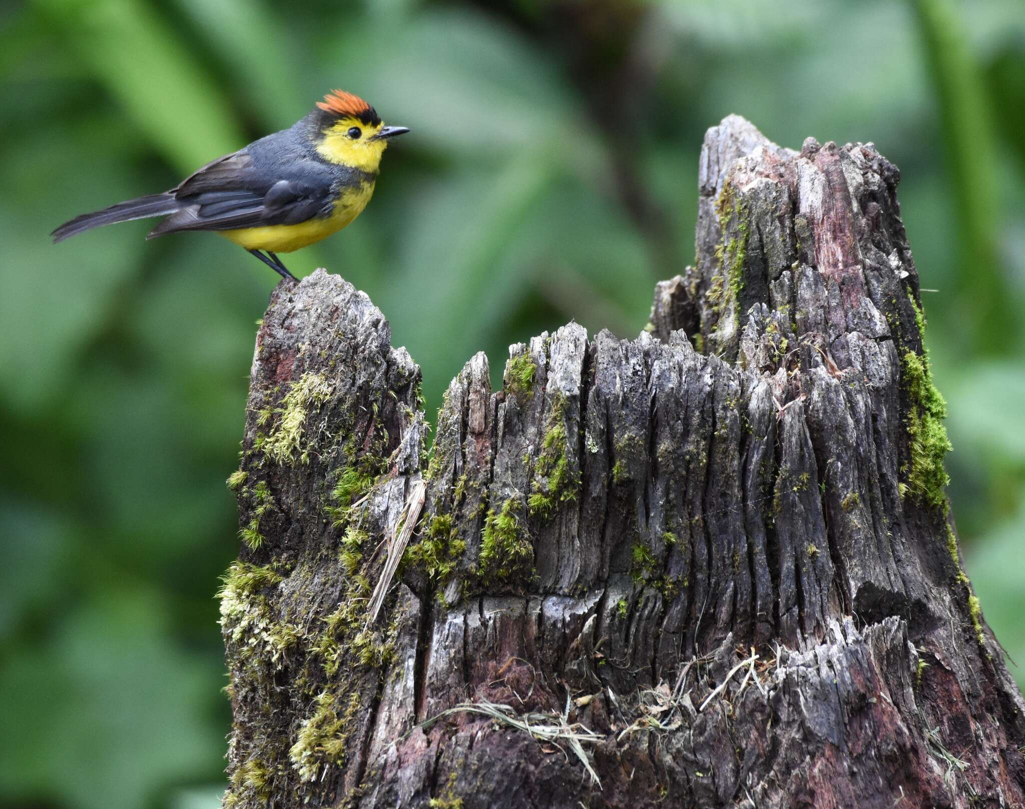 Image of Collared Whitestart