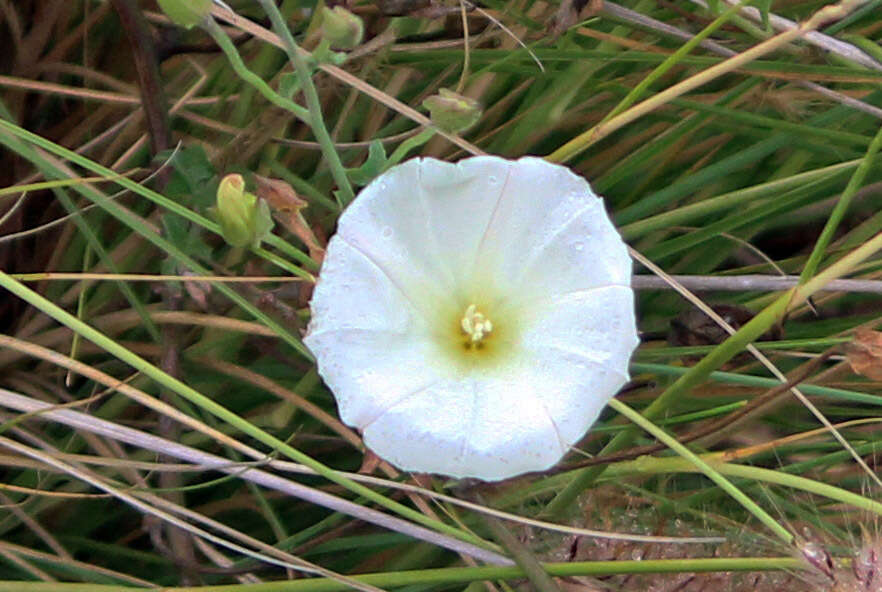 Image of island false bindweed