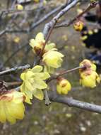 Image de Chimonanthus praecox (L.) Link