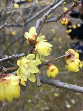 Image of Fragrant Wintersweet