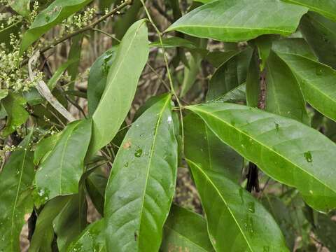 Image of Guioa acutifolia Radlk.