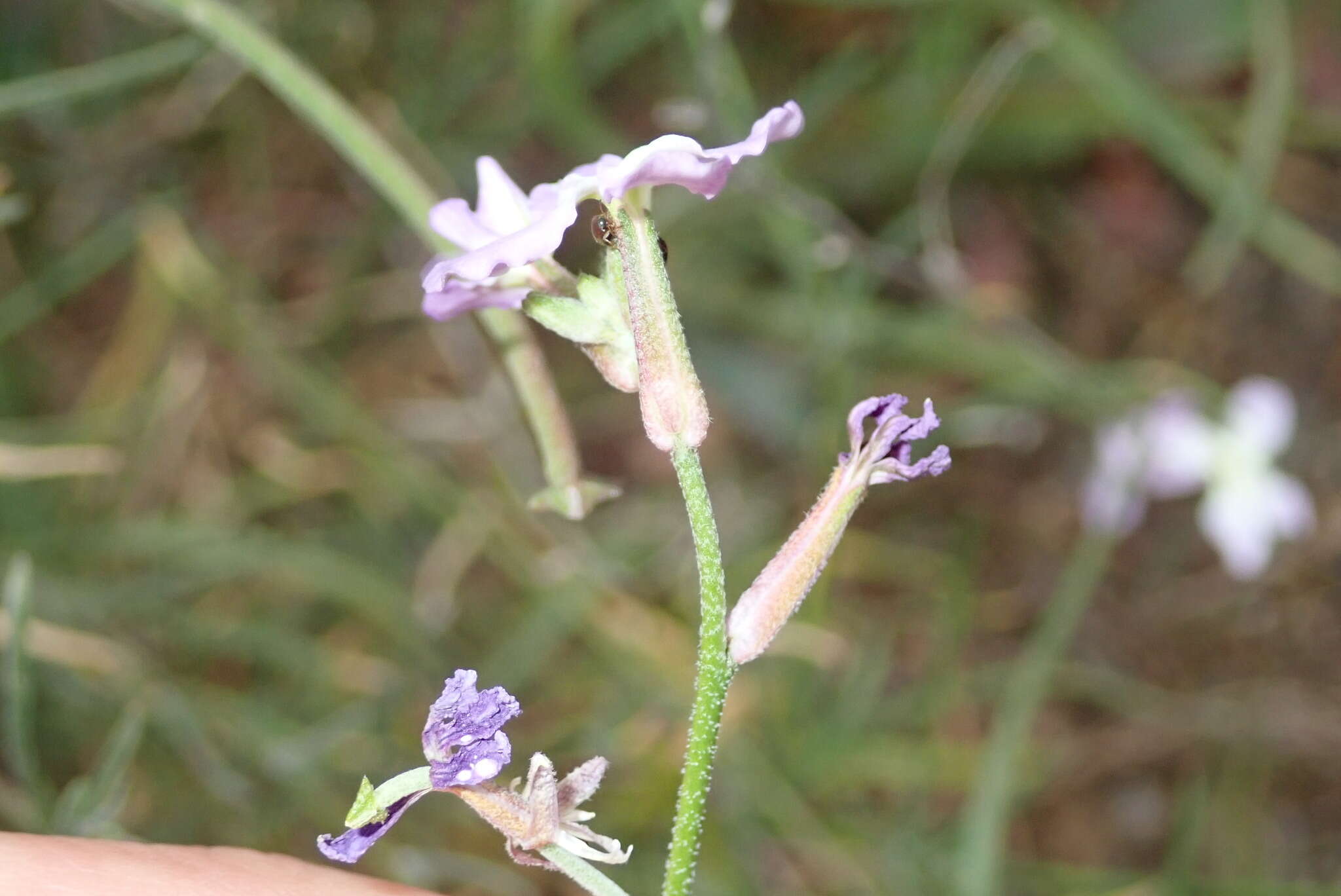 Matthiola fruticulosa (L.) Maire resmi