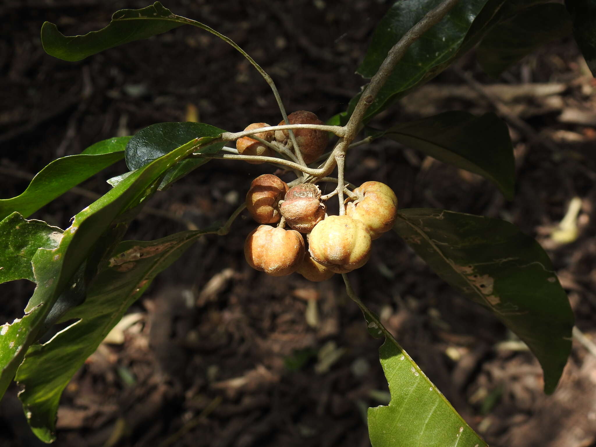 Image of Sarcomelicope simplicifolia (Endl.) T. G. Hartley