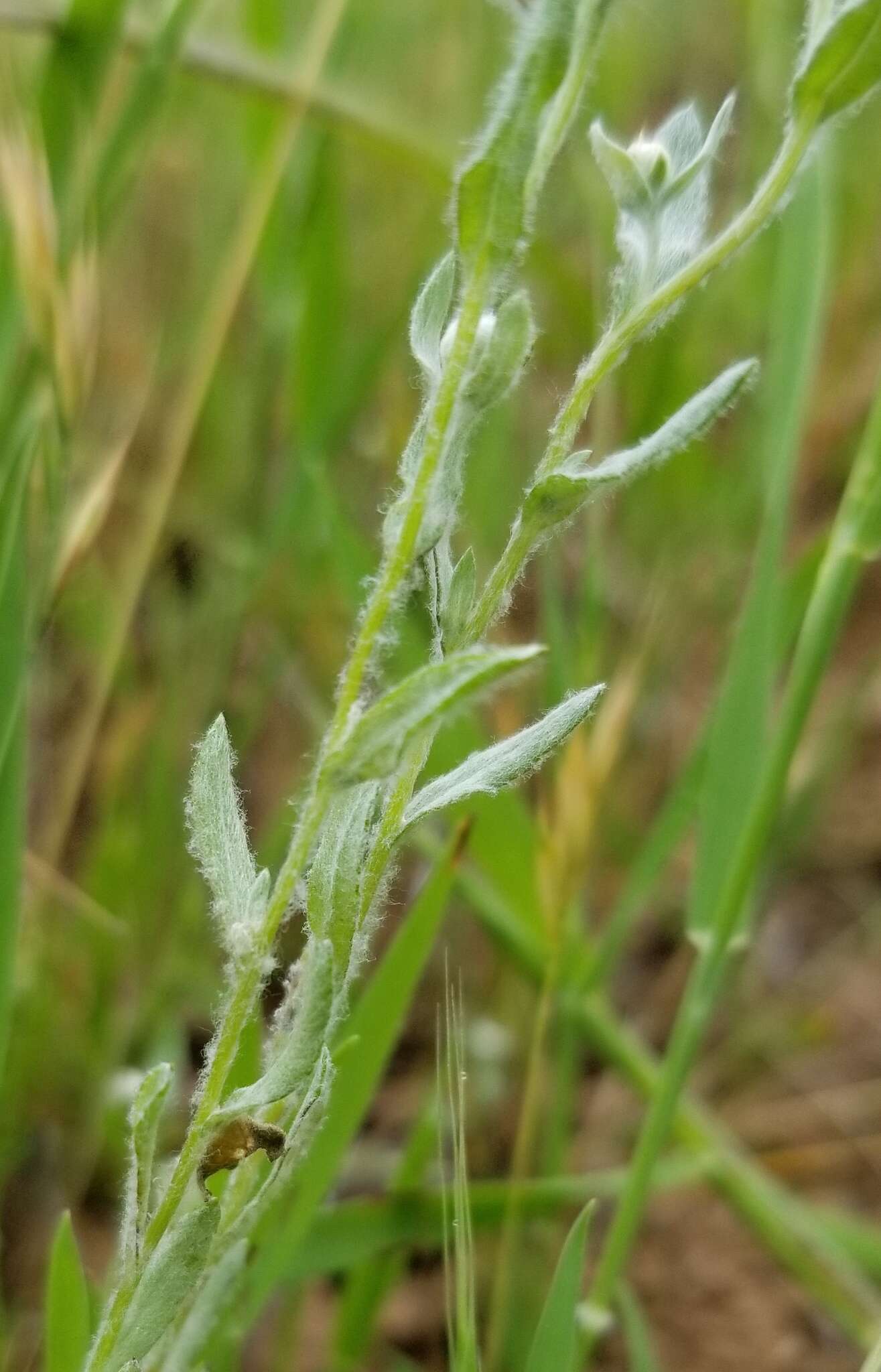 Image of <i>Micropus <i>californicus</i></i> var. californicus