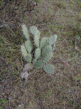 Image of Opuntia sulphurea G. Don ex Loudon