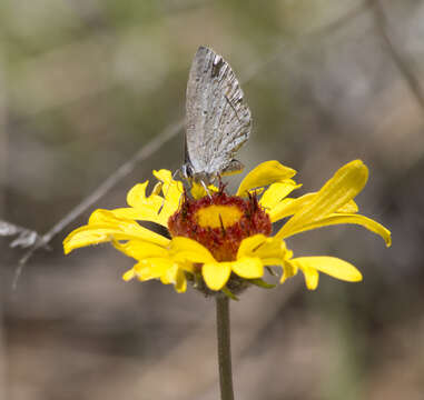 Image of Celastrina echo cinerea (W. H. Edwards 1883)