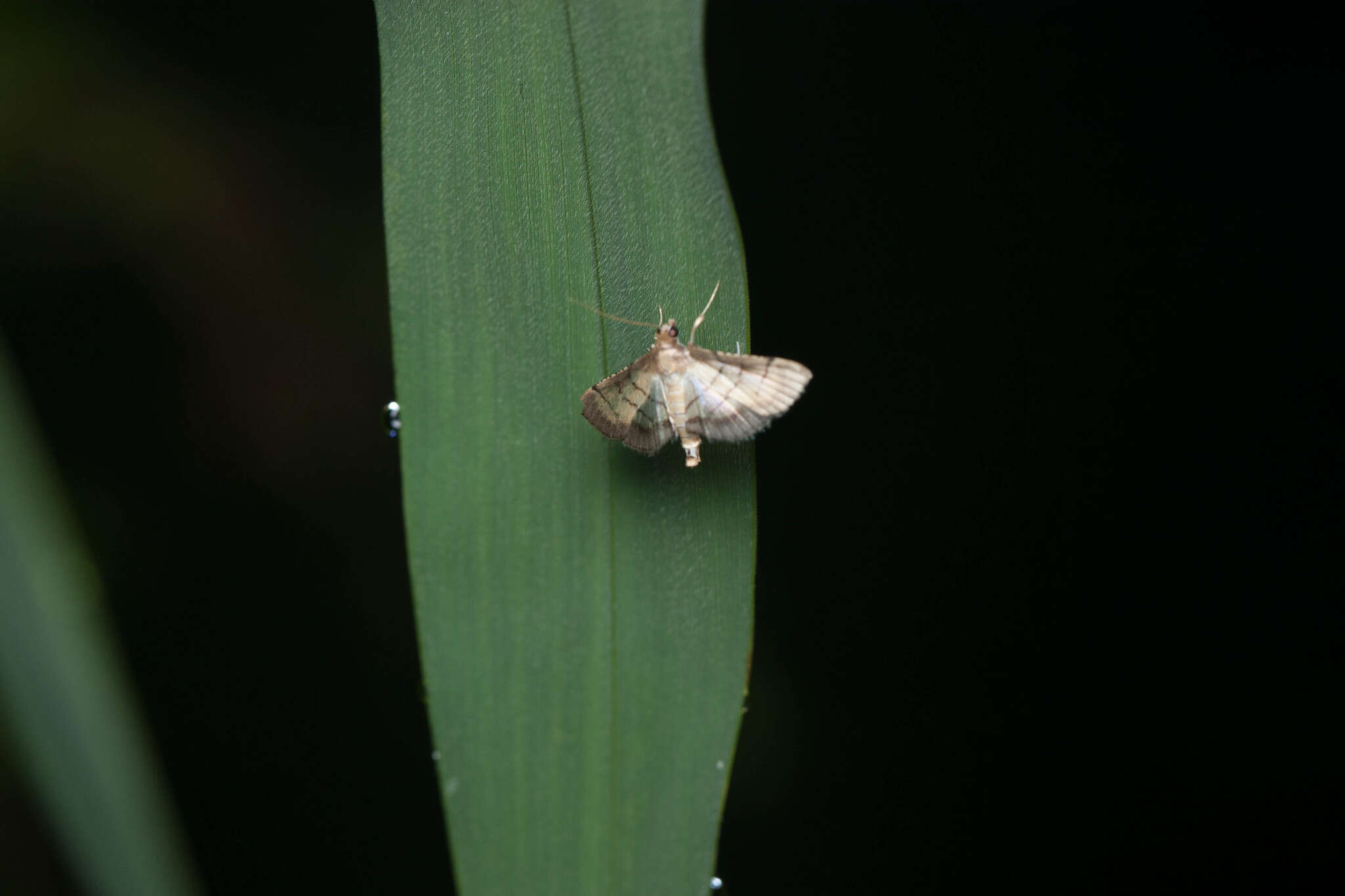 Image of Marasmia poeyalis (Boisduval 1833)