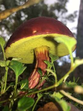 Imagem de Boletellus obscurecoccineus (Höhn.) Singer 1945