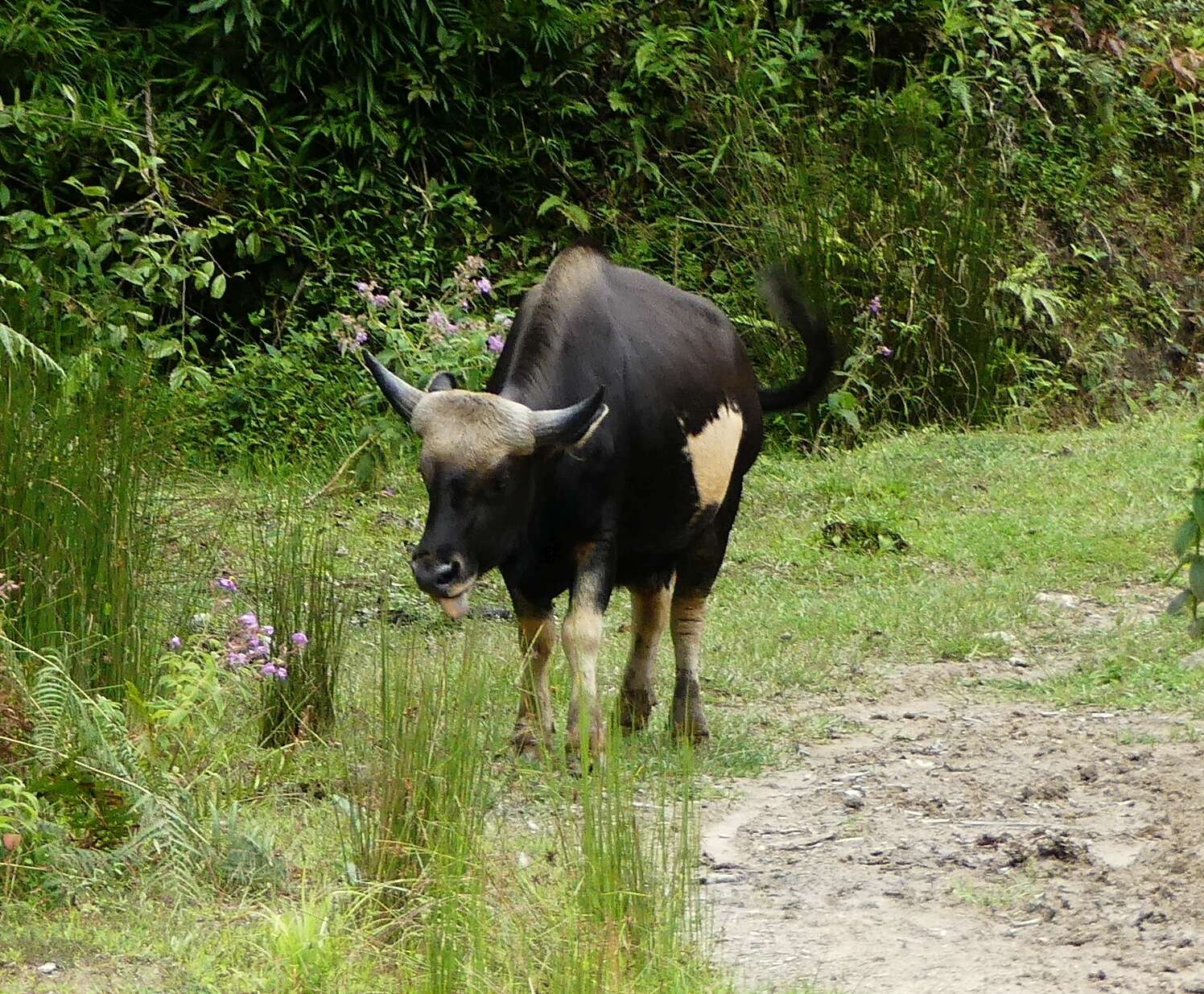 Image of Gaur