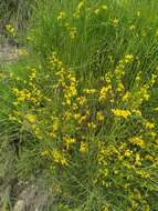 Image de Genista spartioides Spach