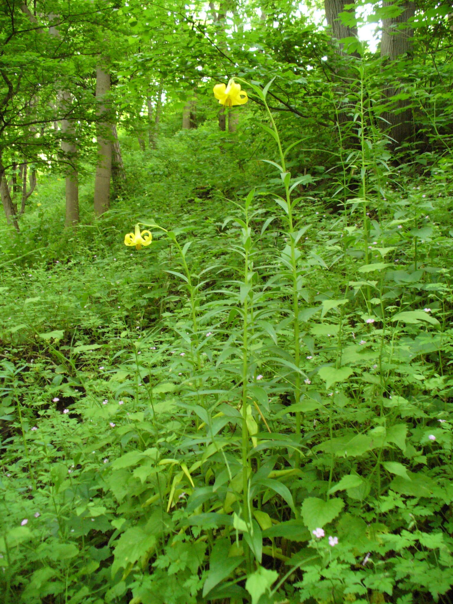 Image of Lilium monadelphum M. Bieb.