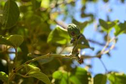 Imagem de Amphilophium paniculatum (L.) Kunth