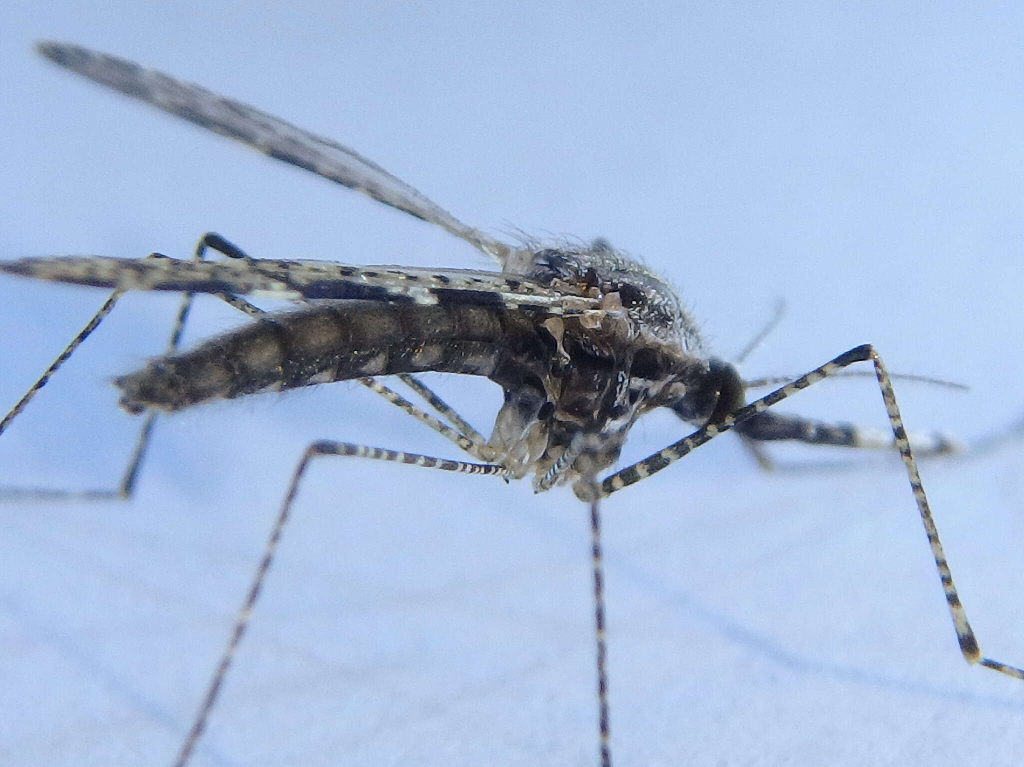 Image de Anopheles annulipes Walker 1856