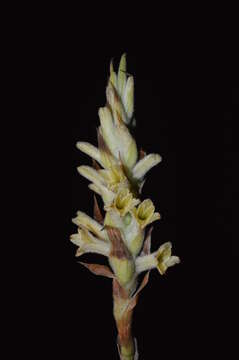 Image of Michoacán lady orchid