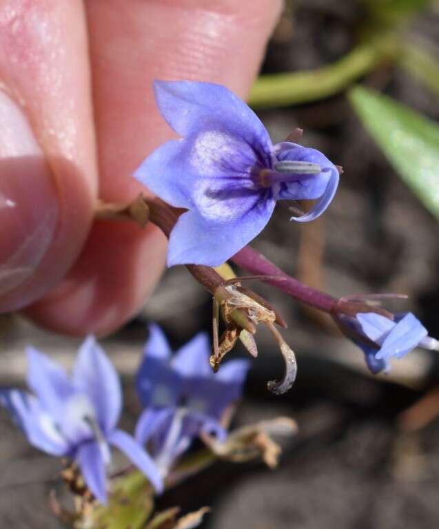 Image of elegant calicoflower