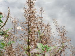 Imagem de Scrophularia nodosa L.